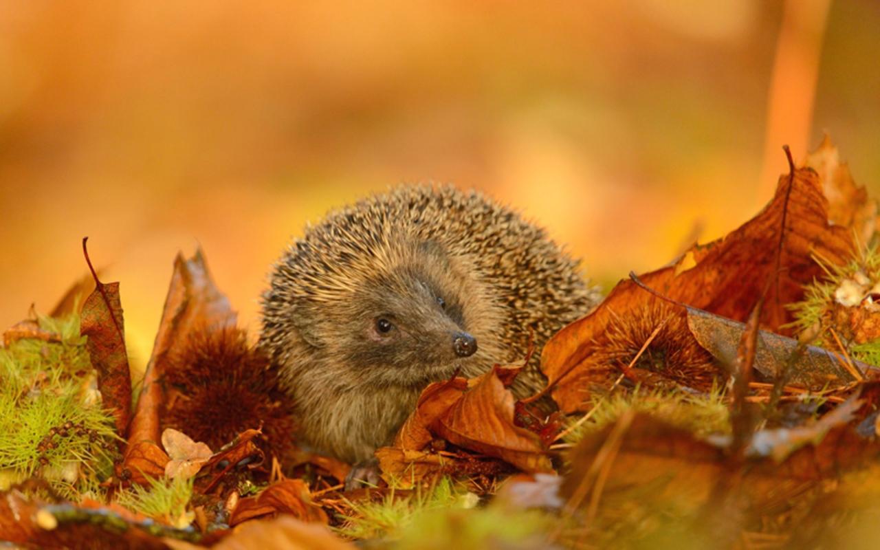 Animals In Autumn Uk - HD Wallpaper 