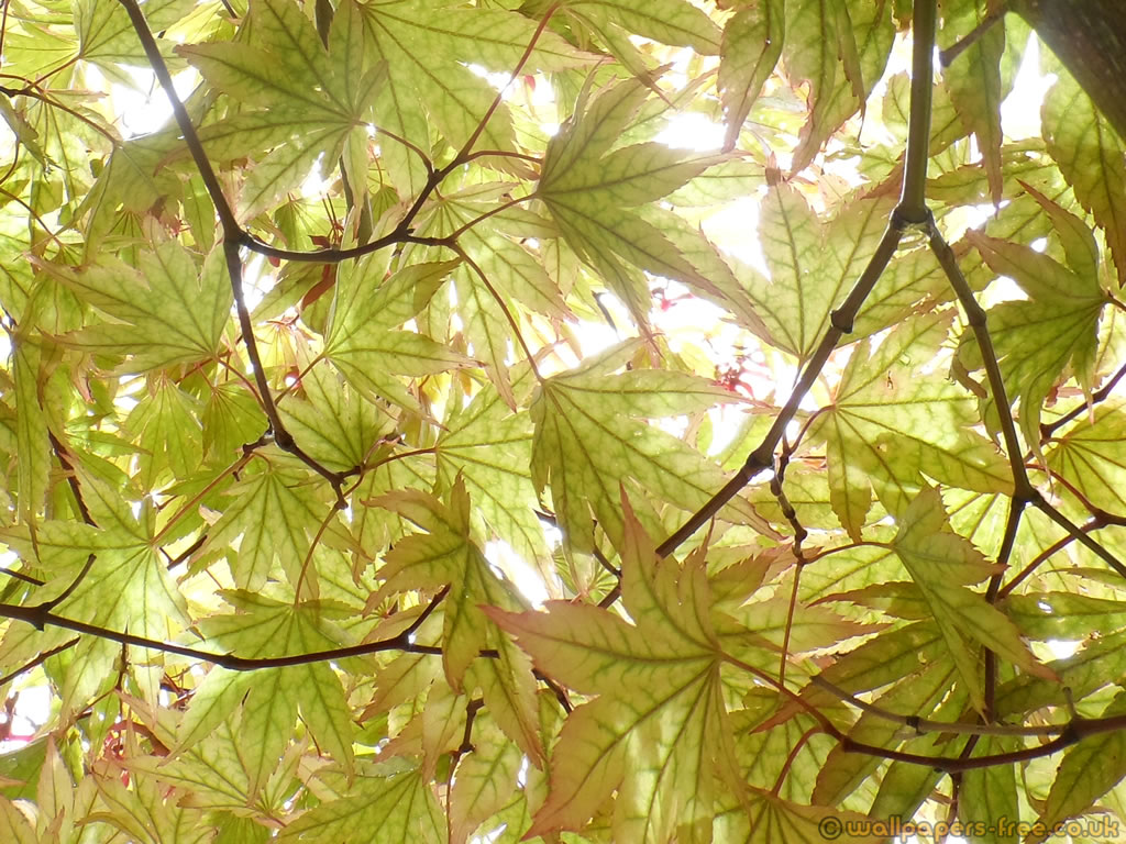 Patchwork Of Green Ornamental Maple Leaves - Maple Leaf - HD Wallpaper 