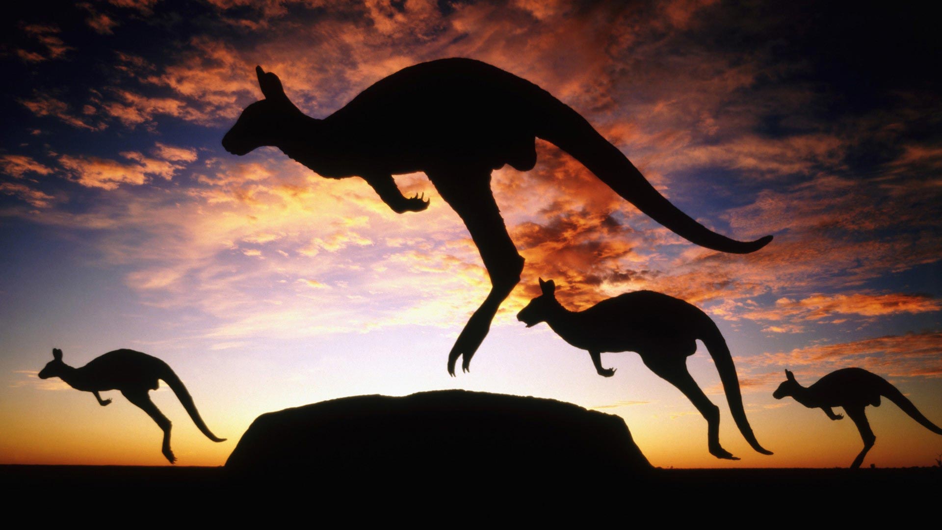 Australia Kangaroo - HD Wallpaper 