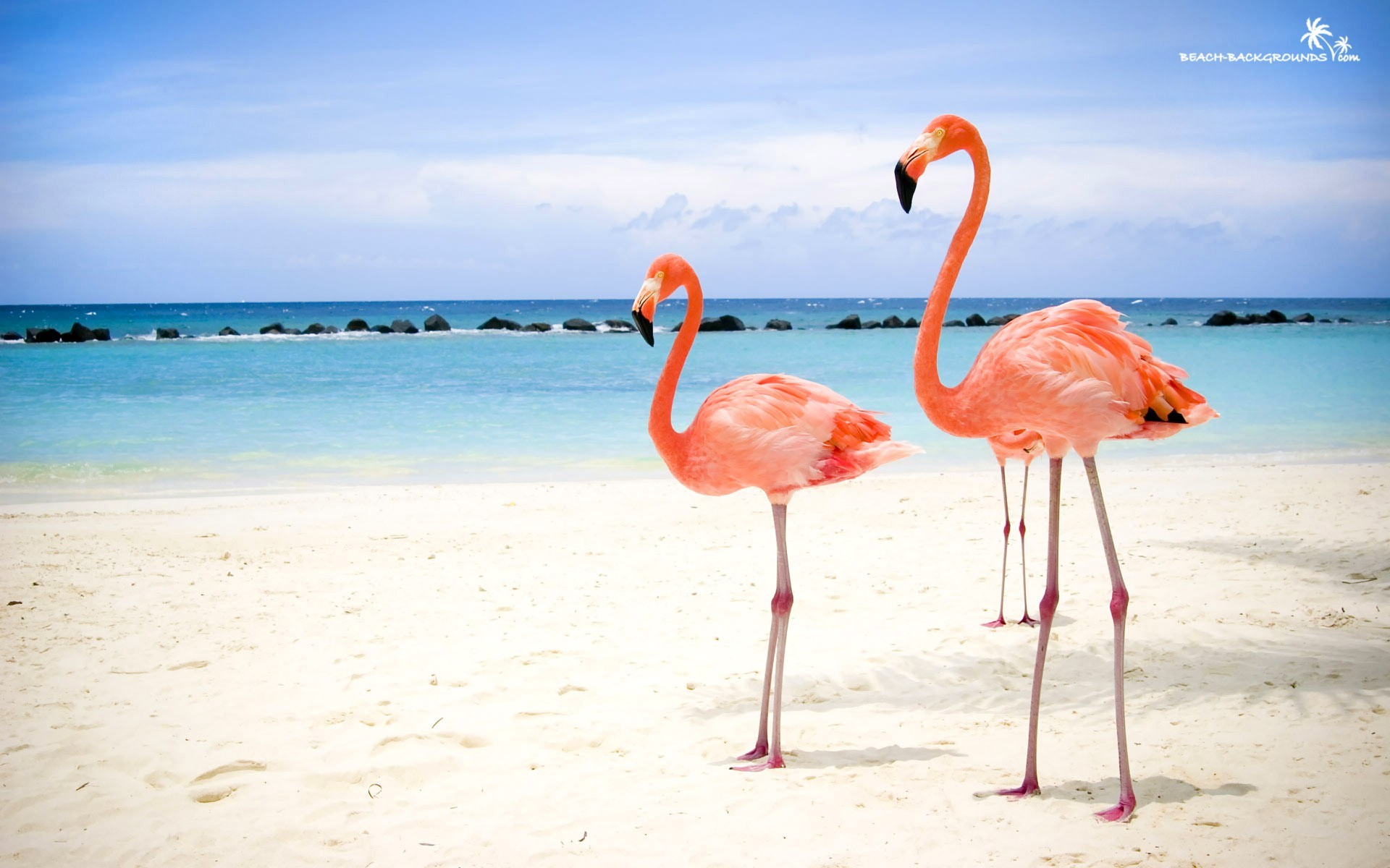 Flamingos In The Sea - HD Wallpaper 