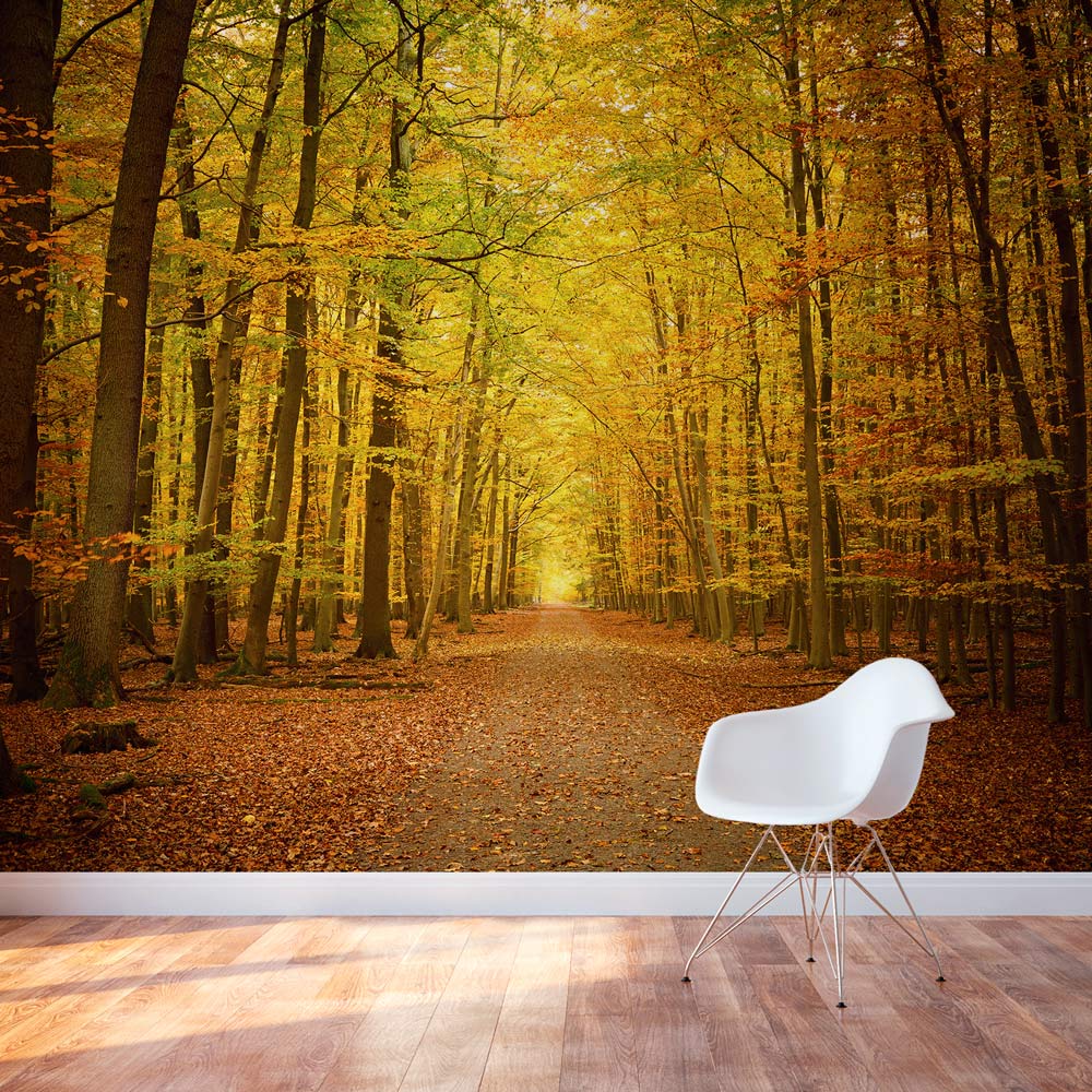 Wallpaper Murals Autumn Forest Nature Trees Landscape - Backdrop Woods Photography - HD Wallpaper 