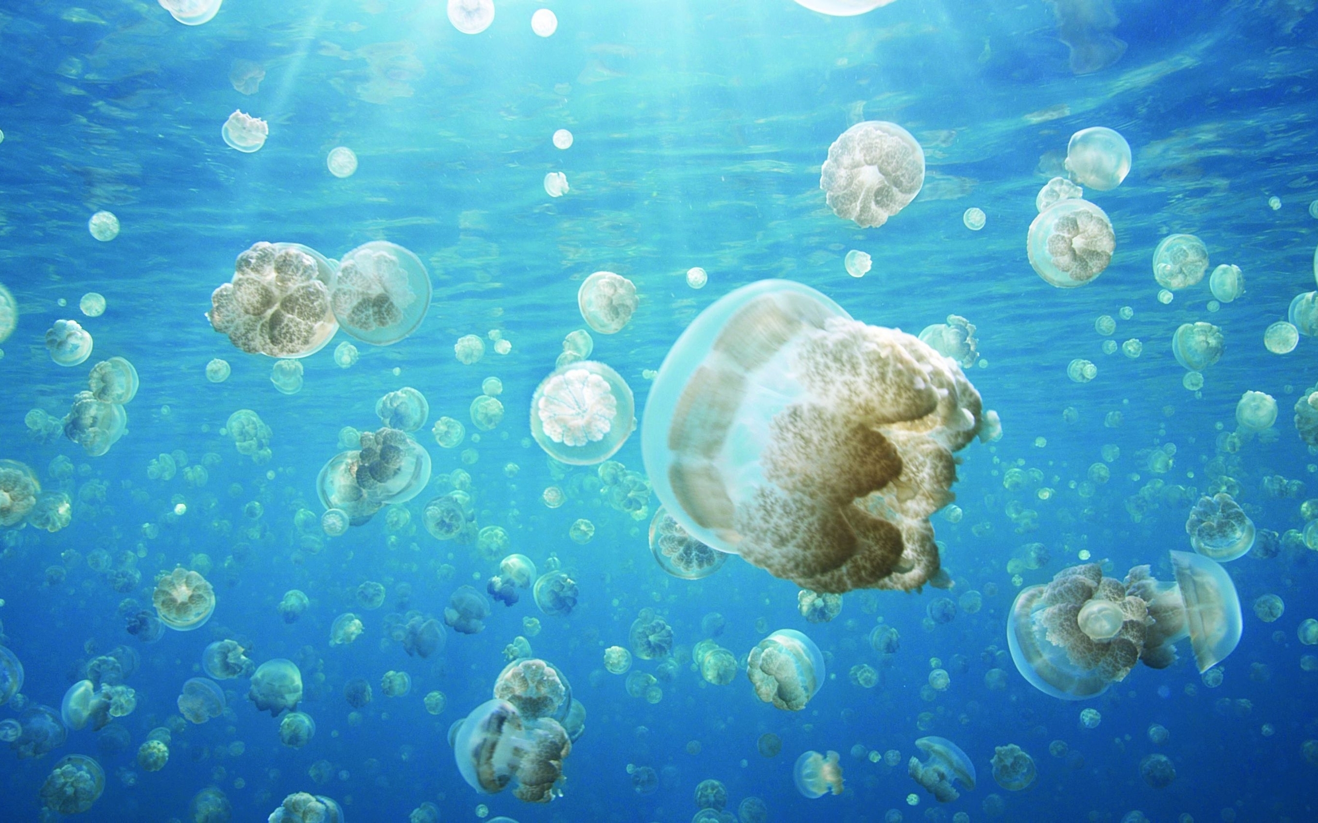 Hd Ocean Sea Life Wallpapers-ep2us95 - Theme Sea Window 10 - HD Wallpaper 
