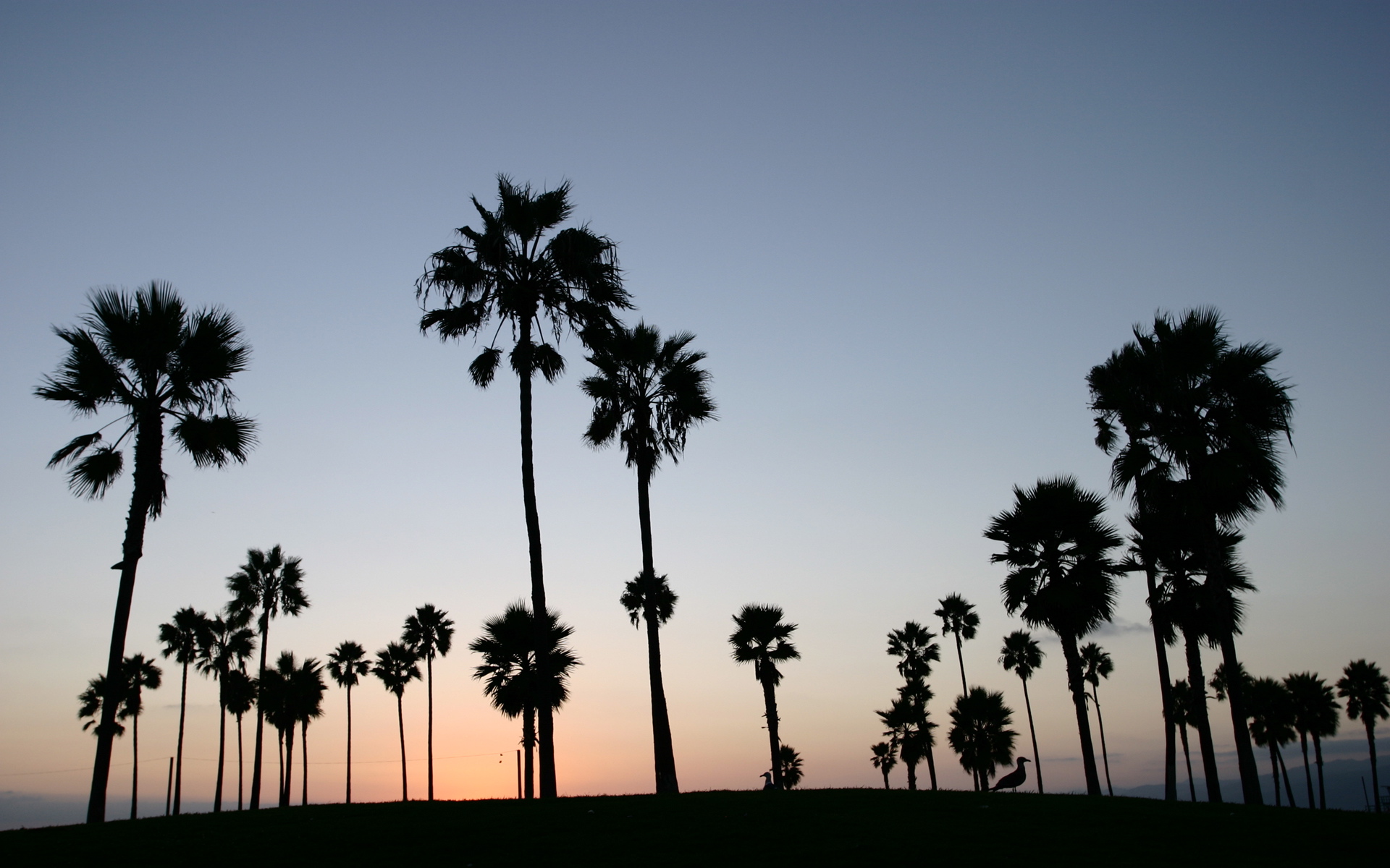 Venice Beach - Desktop Backgrounds - HD Wallpaper 