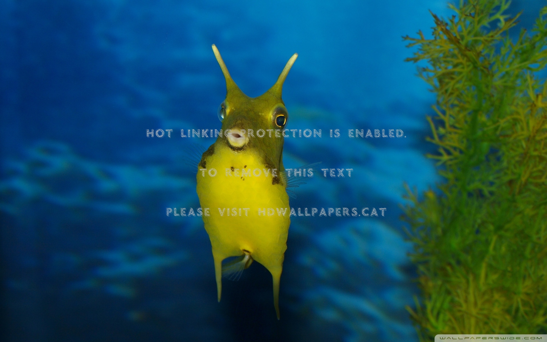 Funny Sea Creature Marine Life Animals Fish - Funny Sea Creature - HD Wallpaper 