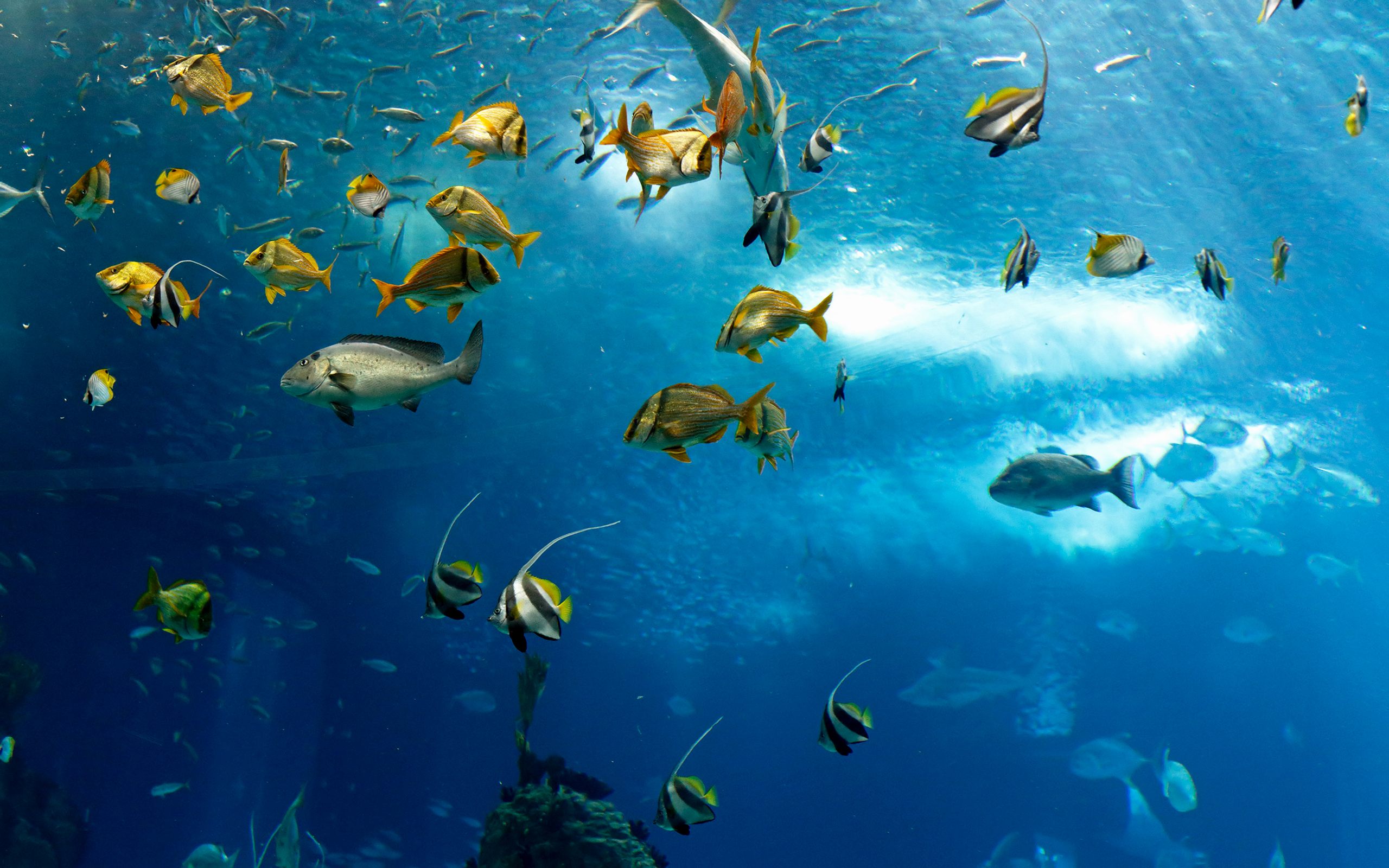 Marine Life Wallpaper - Ocean Wallpaper With Fish - HD Wallpaper 