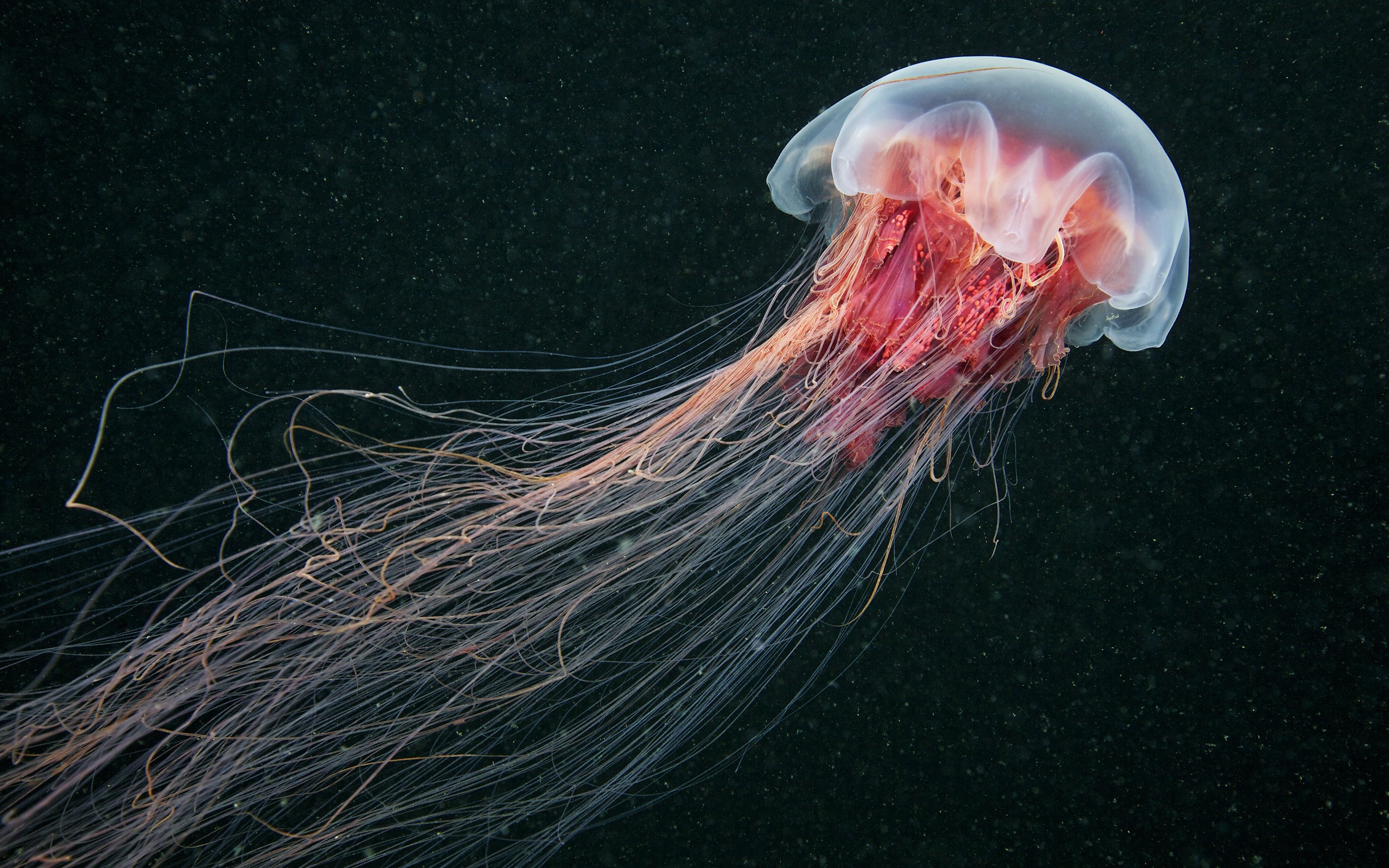 Real Life Under The Sea Animal - HD Wallpaper 