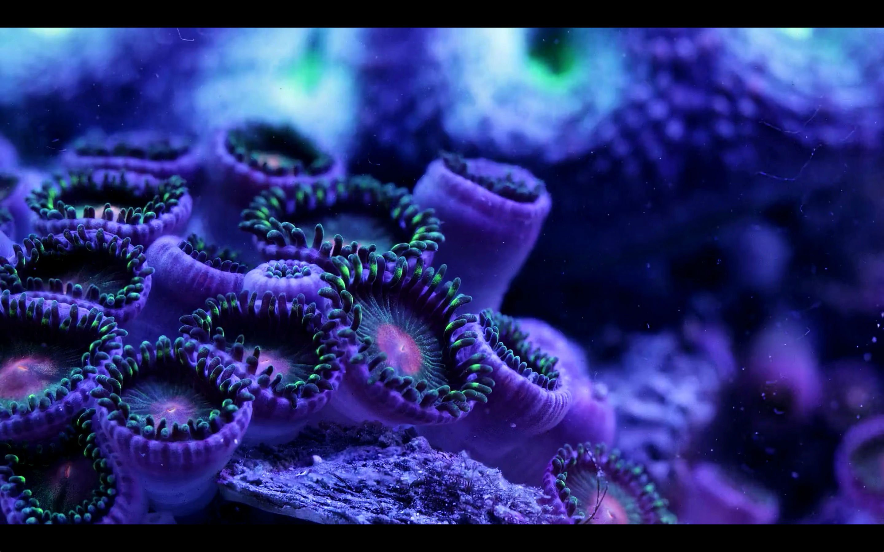 Sea Life Underwater Sea Ocean Art Artwork 3-d Psychedelic - Marine Biology - HD Wallpaper 