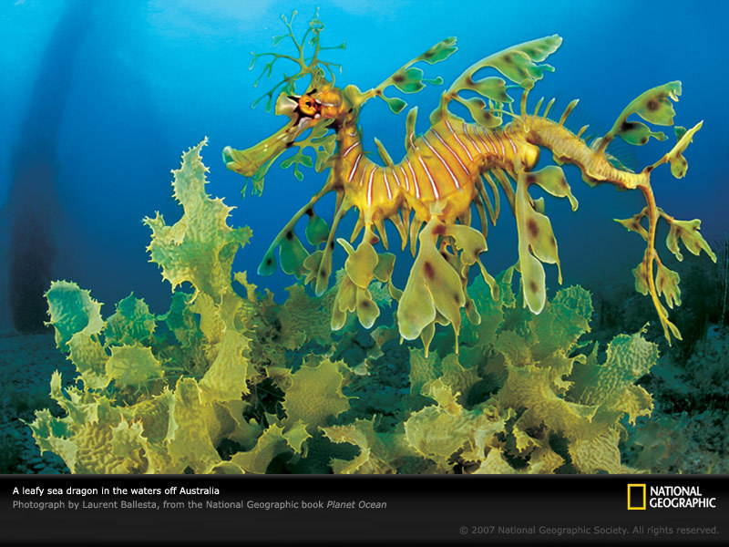 Marine Life - Leafy Sea Dragon In Seaweed - HD Wallpaper 