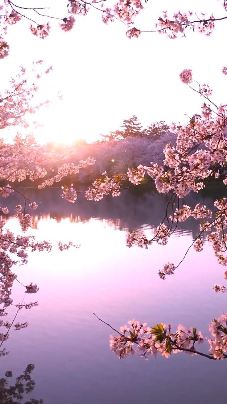 Wedding Background For Iphone - HD Wallpaper 