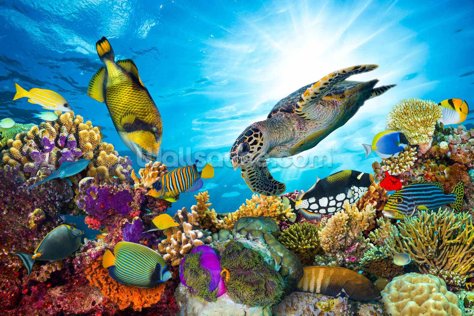 Great Barrier Reef - HD Wallpaper 