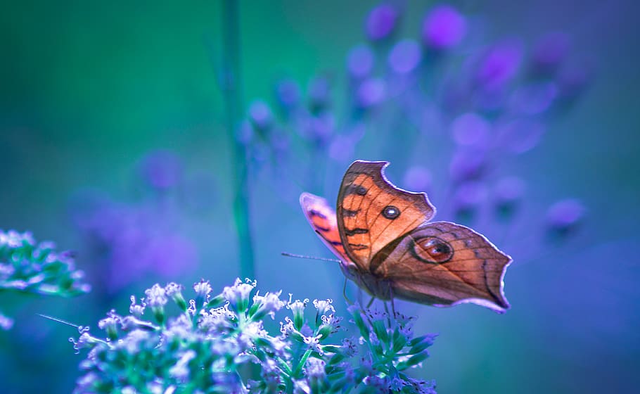 Butterfly, Nature, Macro, Blue, Wildlife, Dream, Animal, - Brush-footed Butterfly - HD Wallpaper 