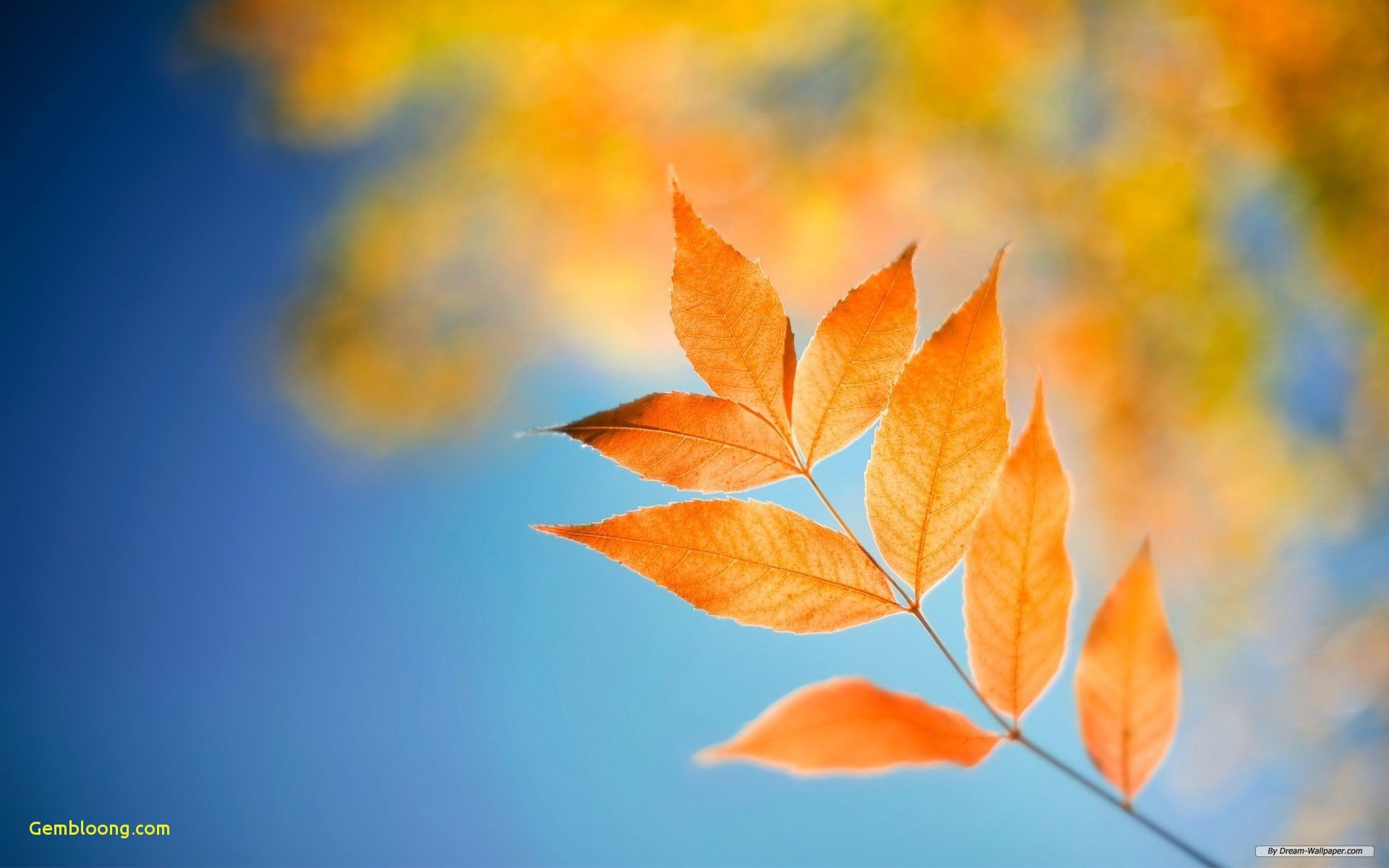 1920x1200, Hd Wallpapers For Pc Full Screen Nature - Lock Screen Windows 8 - 1920x1200 Wallpaper 1920x1200, Hd Wallpapers For Pc Full Screen Nature - Lock Screen Windows 8 - 1920x1200 Wallpaper