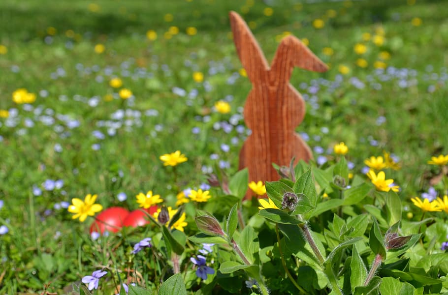 Easter, Hare, Easter Bunny, Spring, Grass, Nature, - Winter Aconite - HD Wallpaper 