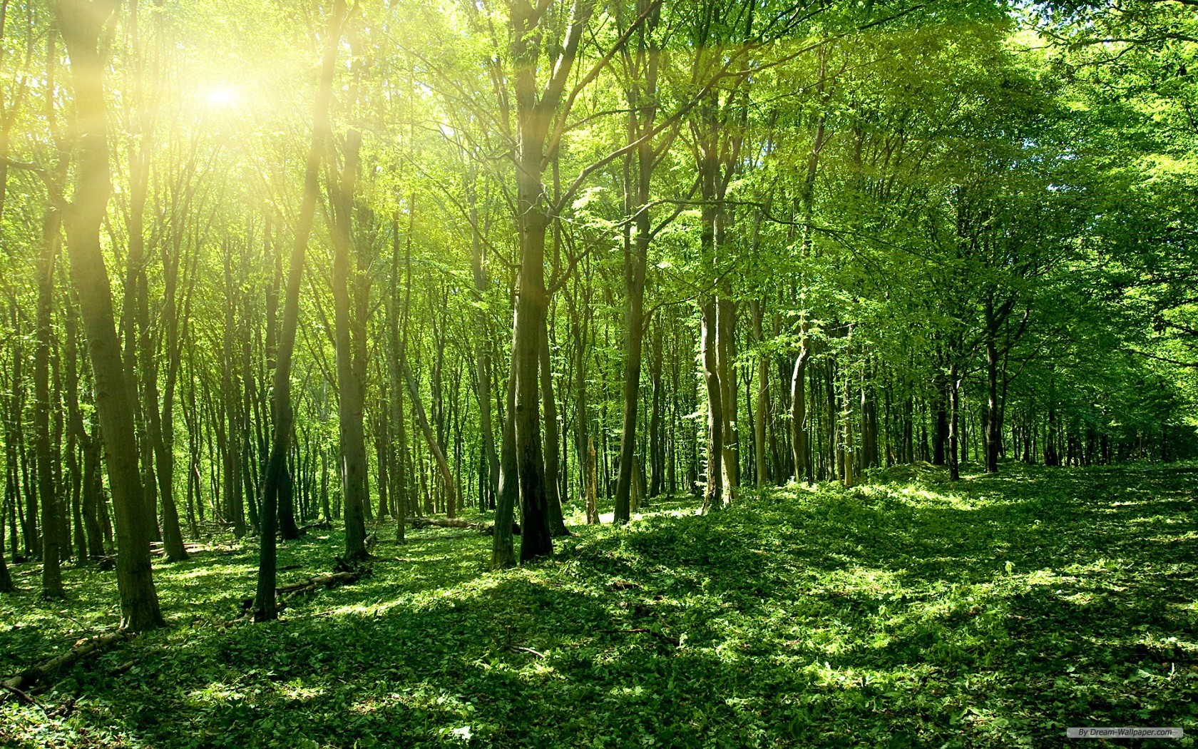 Free Nature Wallpaper - Green Forest And Sun - HD Wallpaper 
