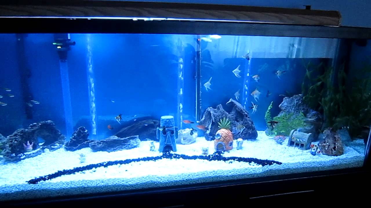 Bikini Bottom Aquarium - HD Wallpaper 