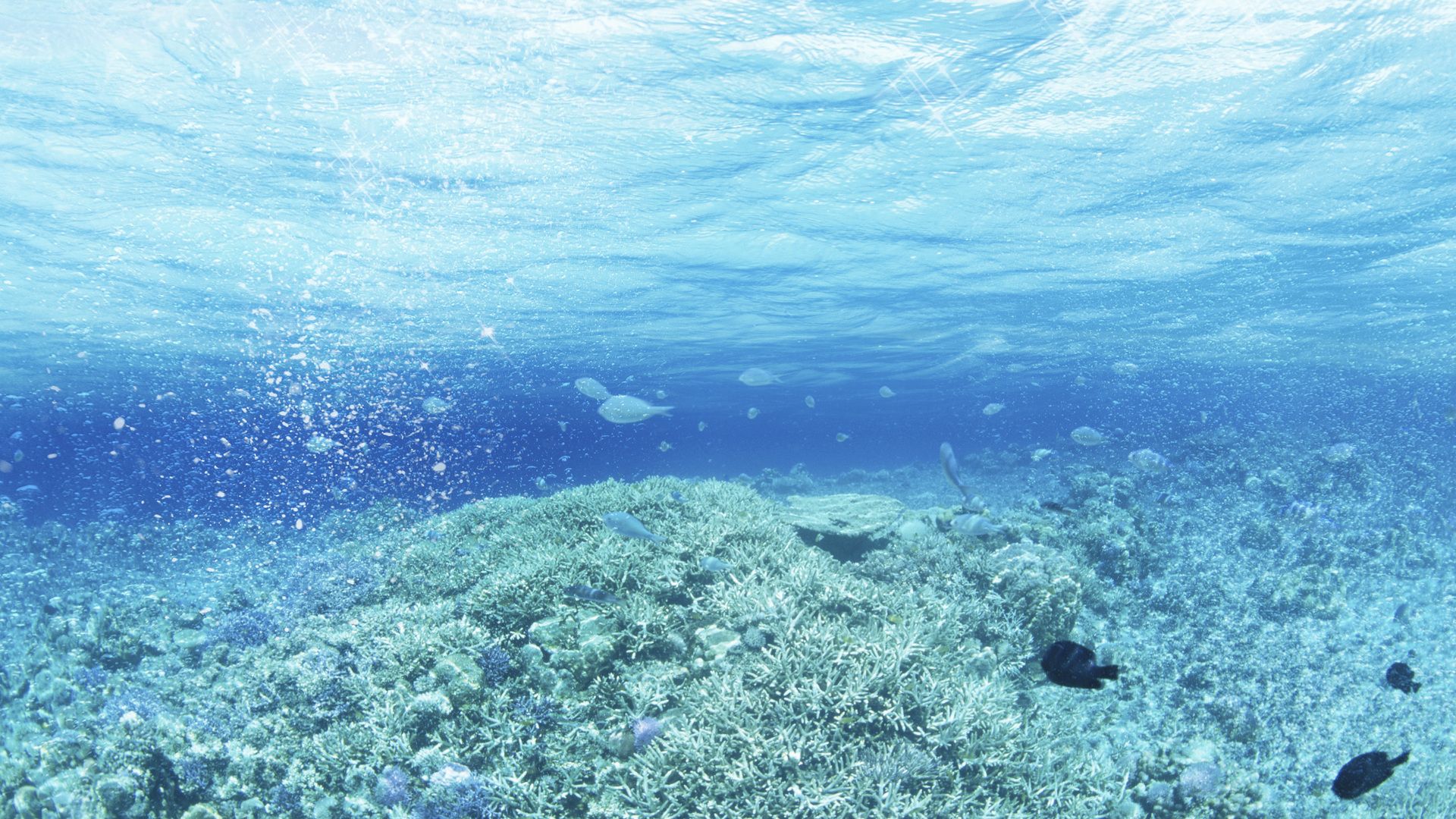 Under The Sea 1920 X 1080 - HD Wallpaper 