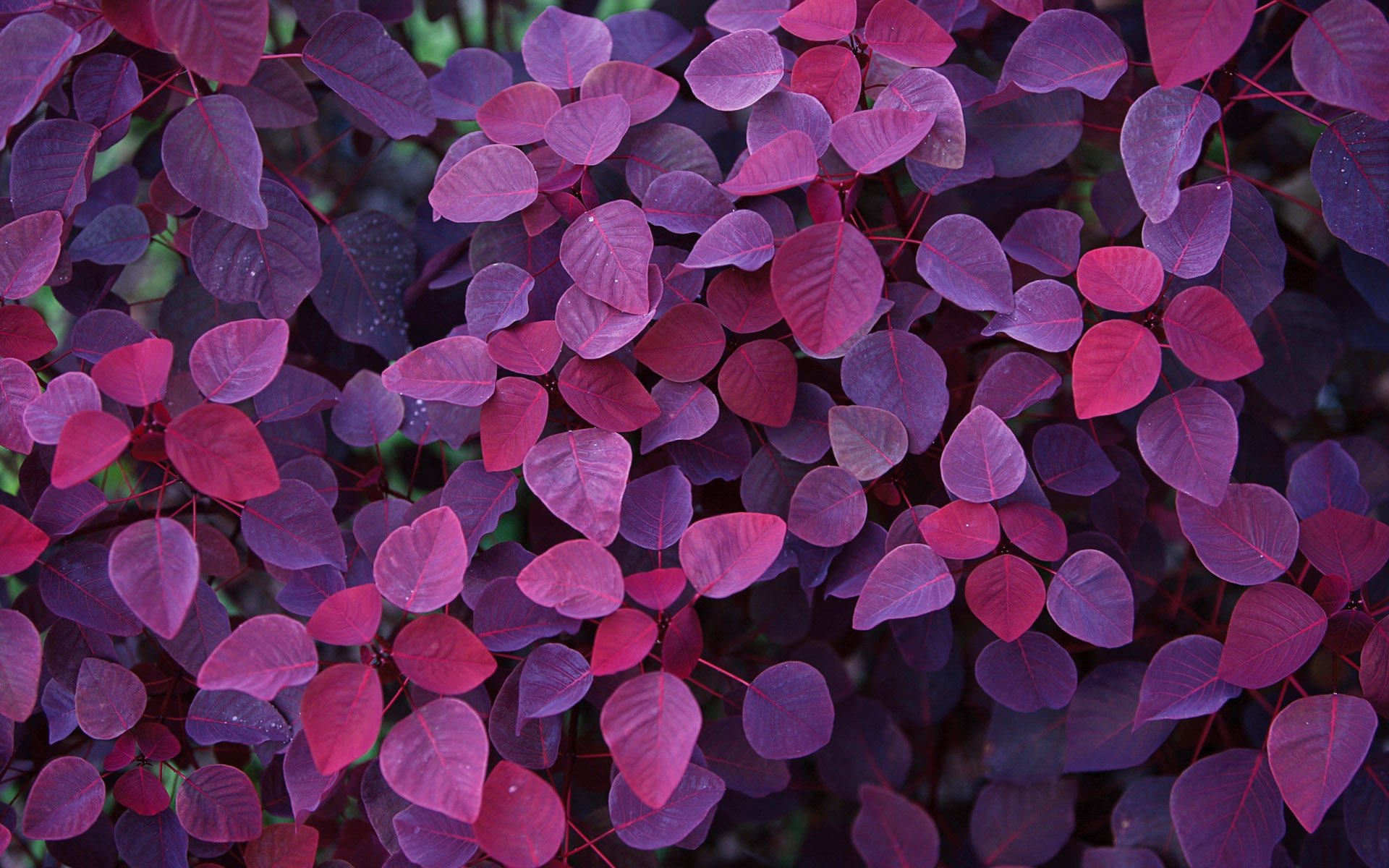 Purple, Universe, Theme, Desktop, Wallpapers Wallpaperspics - Purple Red Leaves Plant - HD Wallpaper 