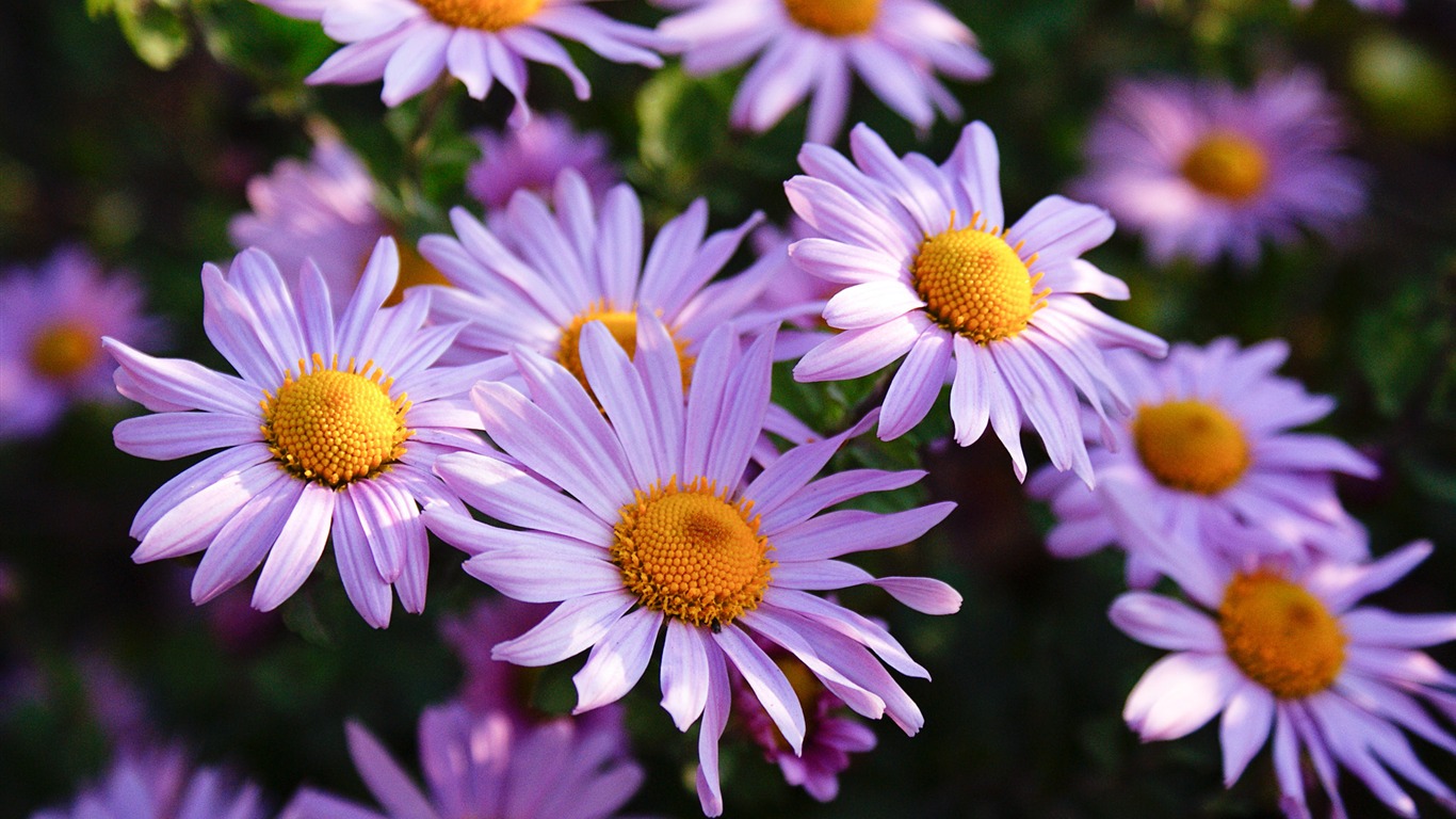 Purple Aster-windows Theme Wallpaper2014 - Marguerite Daisy - HD Wallpaper 