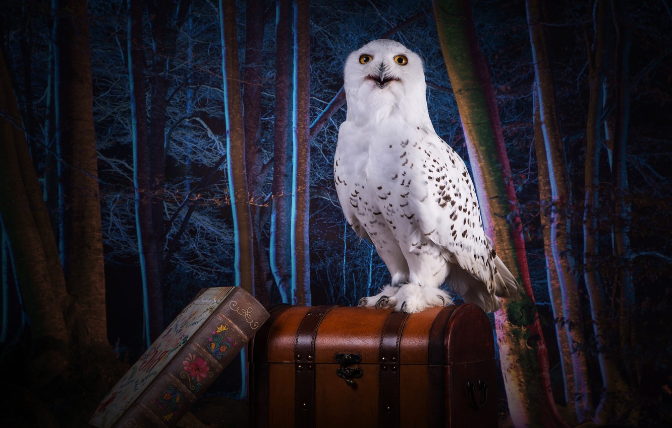 Photo Wallpaper Forest, Look, Trees, Night, Darkness, - Owl - HD Wallpaper 