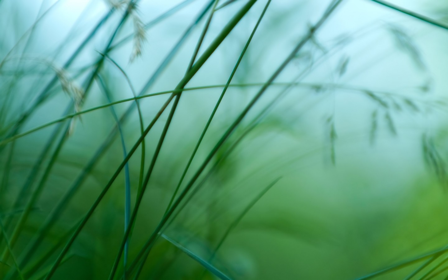 Grass Summer Desktop Background Theme Wallpaper - Green Wallpaper Hd - HD Wallpaper 