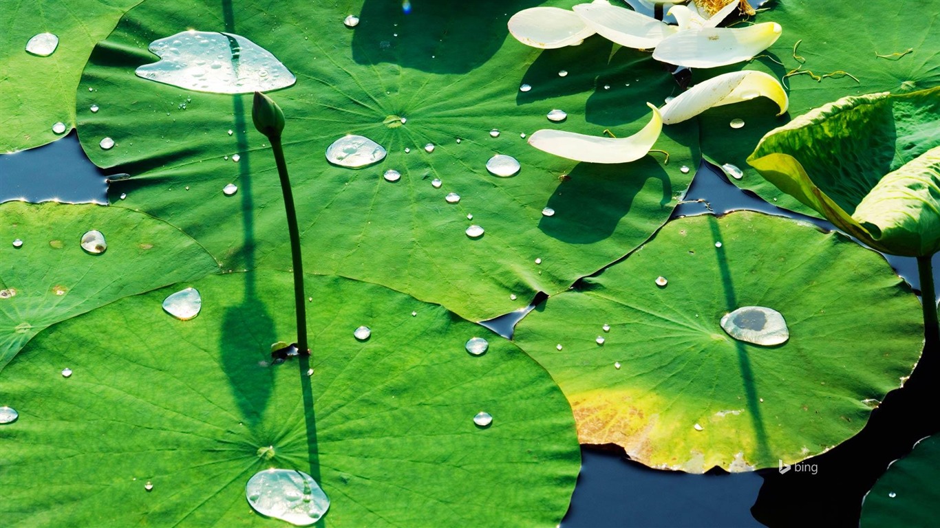 Hot Summer Lotus Leaf Green-bing Theme Wallpaper2015 - Lotus Leaf Theme - HD Wallpaper 