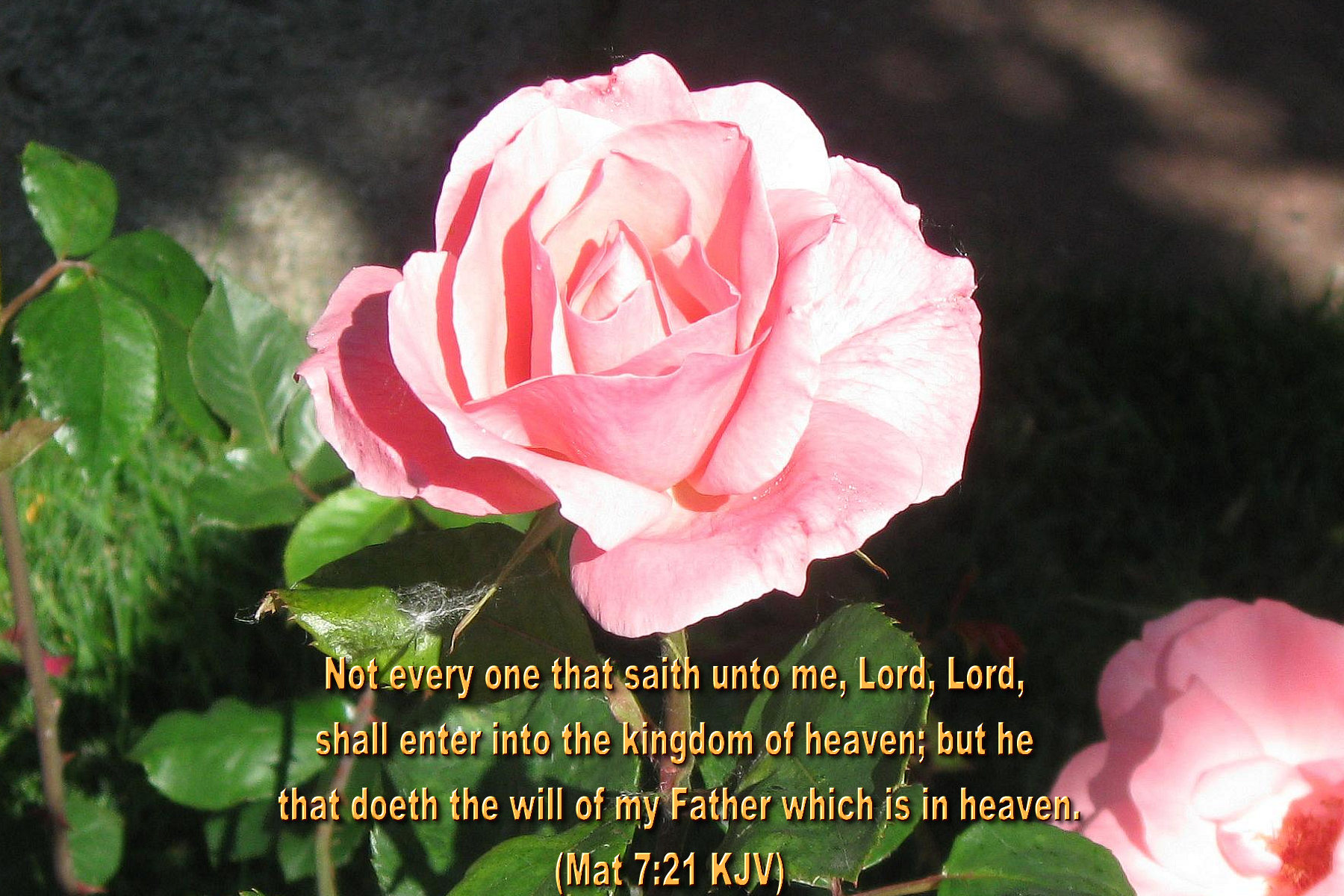 Bible Verses About Roses - HD Wallpaper 