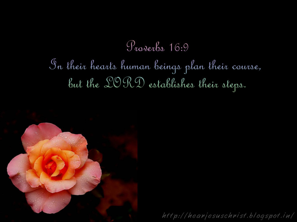 Garden Roses - HD Wallpaper 