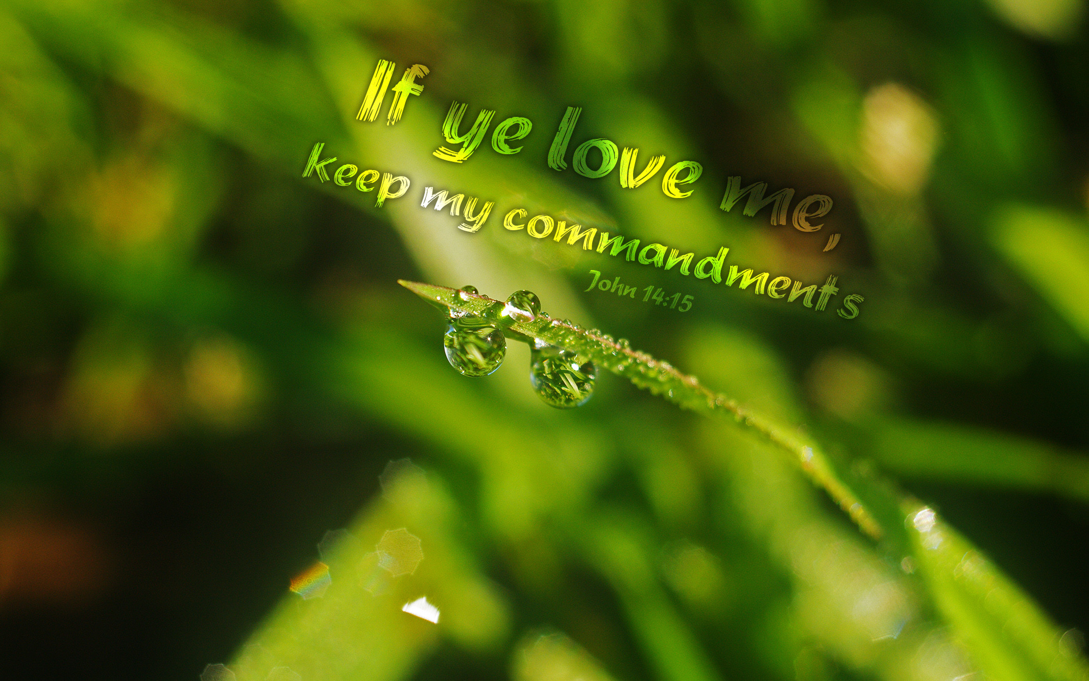 Download Preview 
 Data Src Best Christmas Wallpaper - Macro Photography - HD Wallpaper 