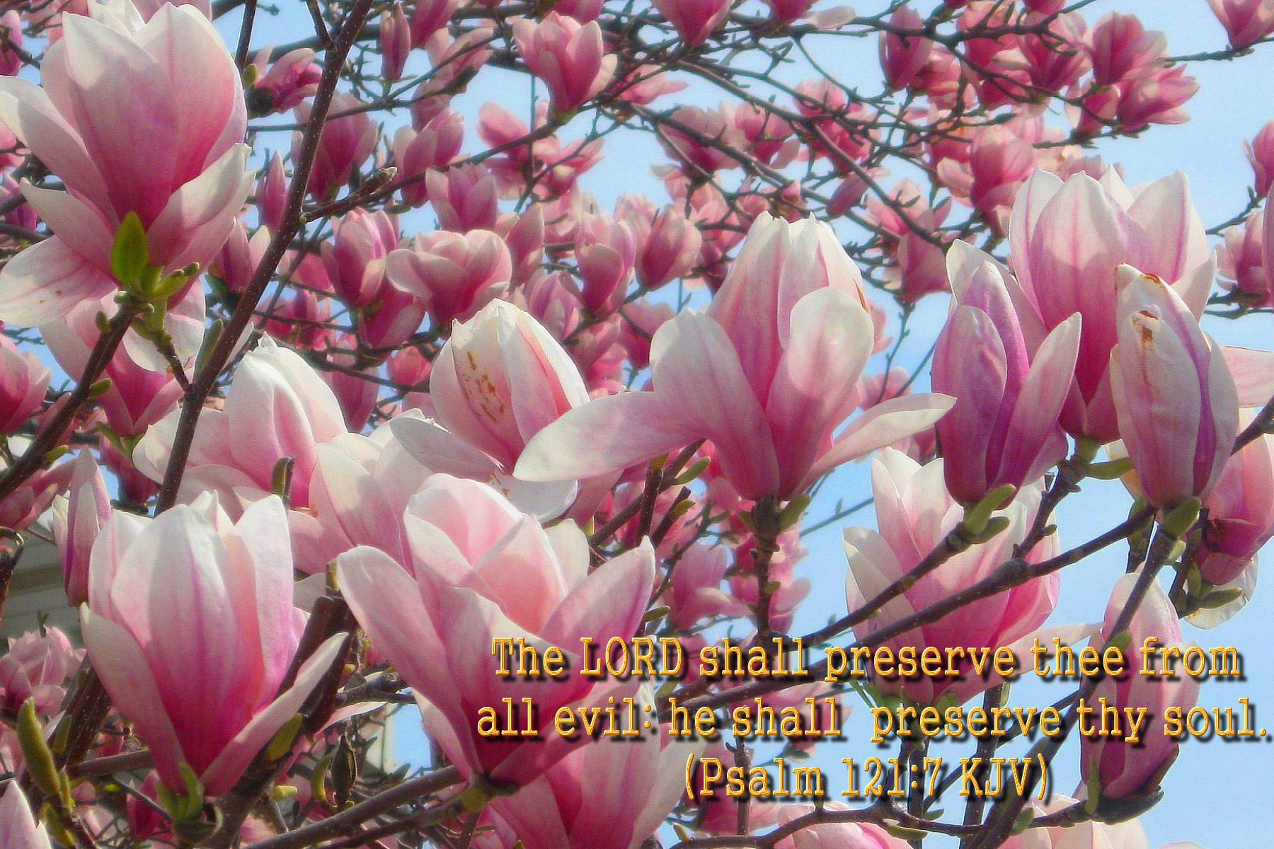 Spring Flowers Bible Verses - HD Wallpaper 