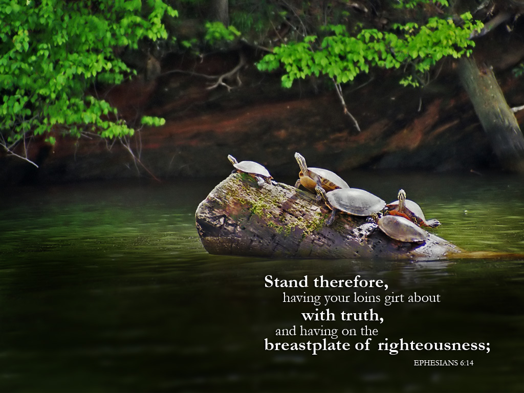 Bible Verse With Turtle - HD Wallpaper 