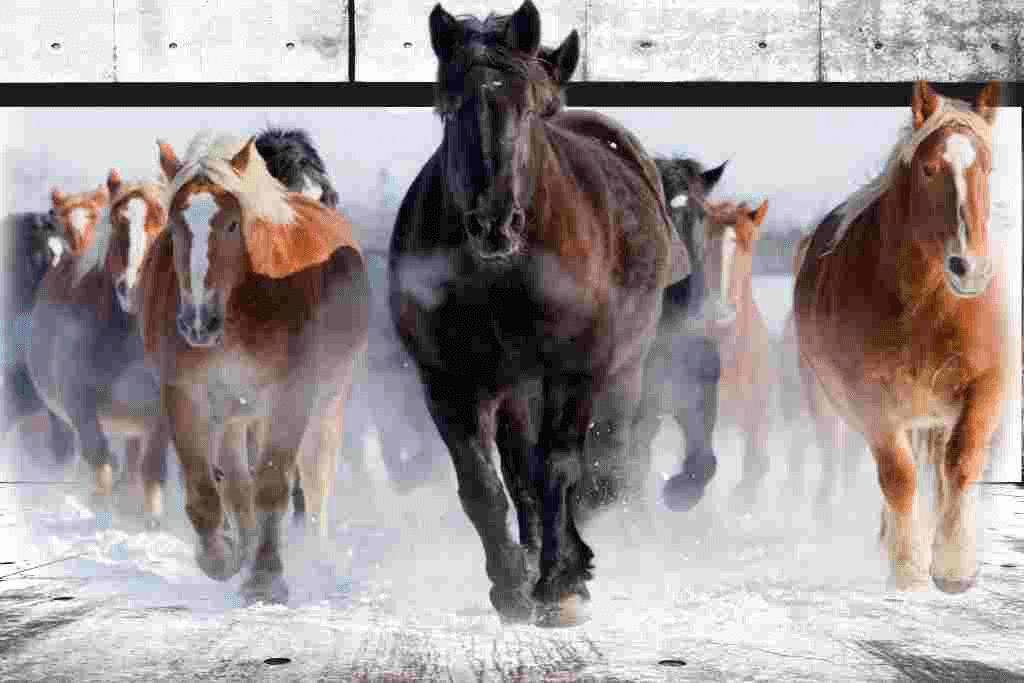 3d Horse Wall Stickers - HD Wallpaper 