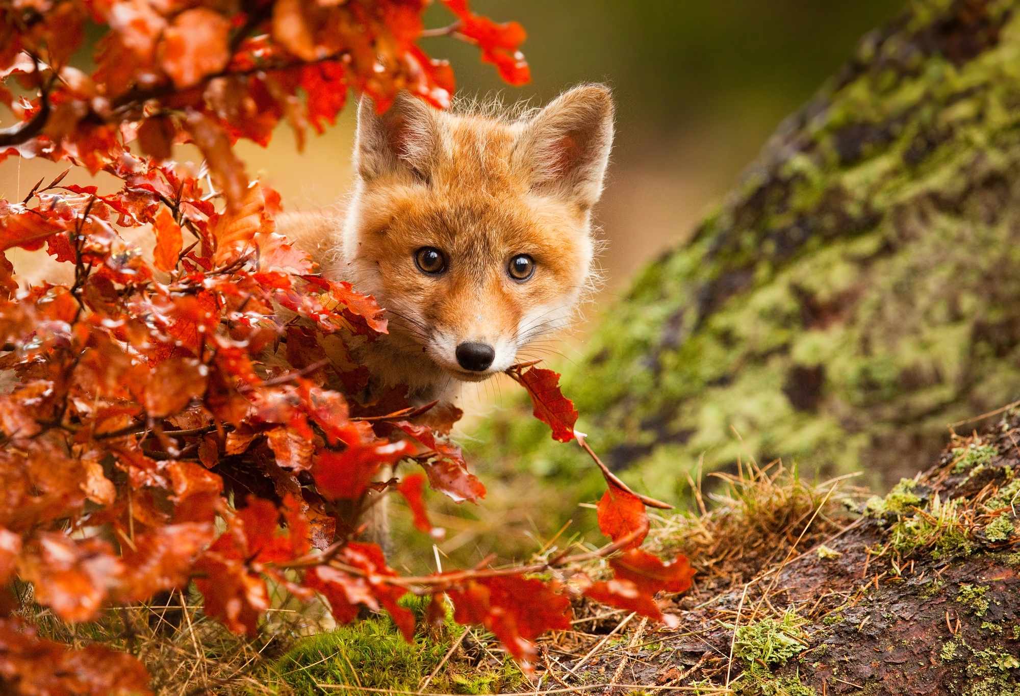 Fall Animal Background - HD Wallpaper 
