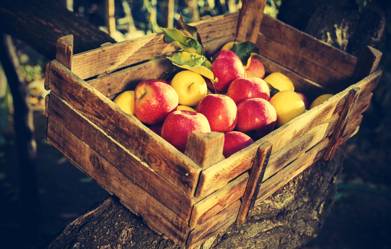 Photo Wallpaper Apples, Garden, Harvest, Fruit, Box - Ящики С Яблоки - HD Wallpaper 