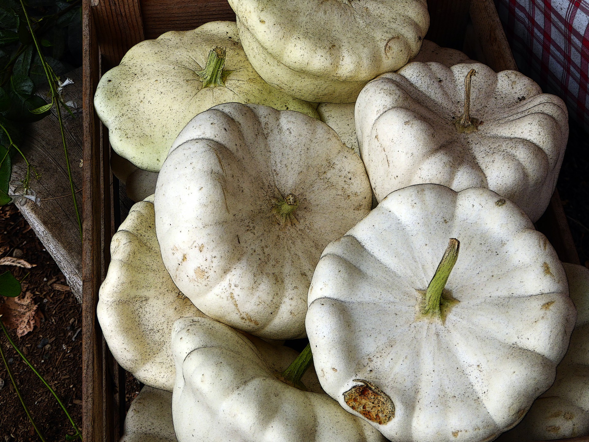 Closeup Background Wallpaper Free Photo - Pattypan Squash - HD Wallpaper 