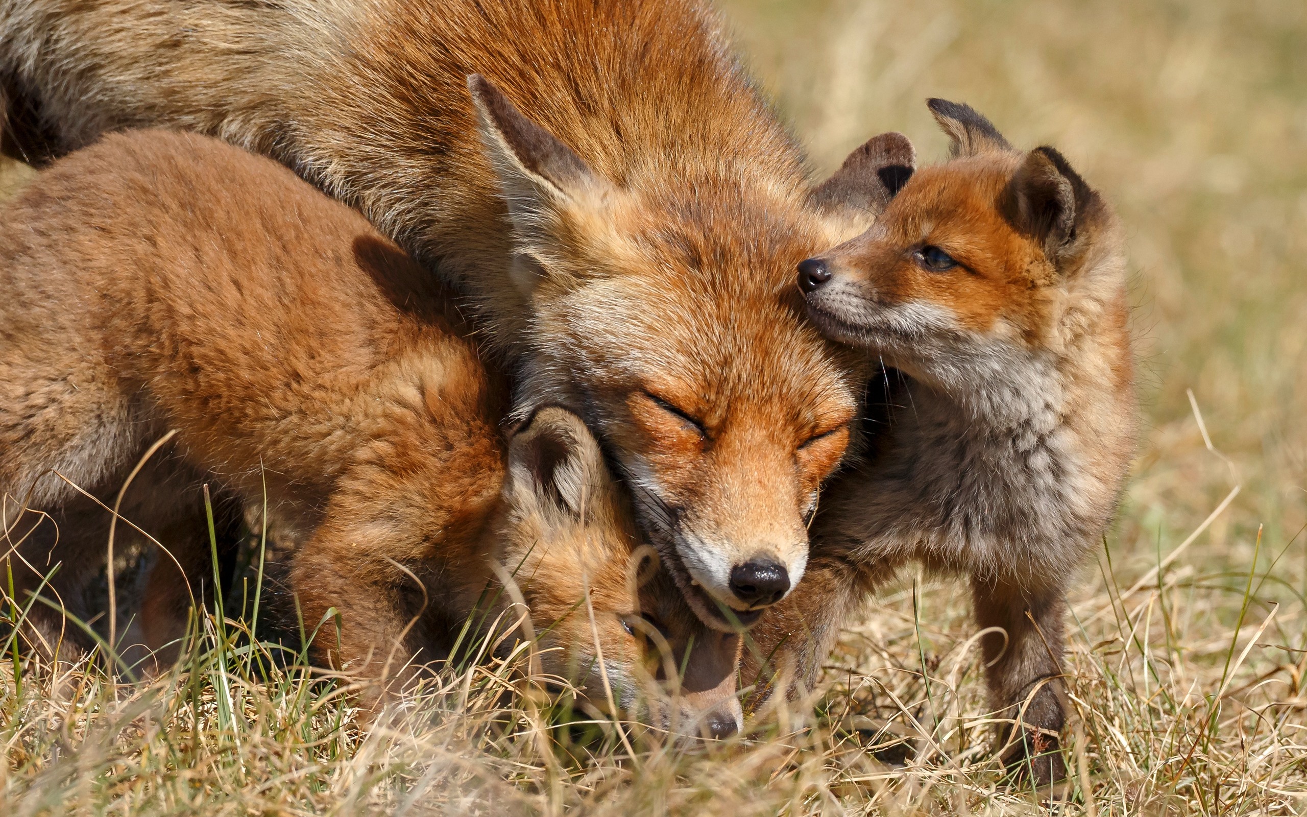 Wallpaper Cute Fox, Family, Cubs - Fox - HD Wallpaper 