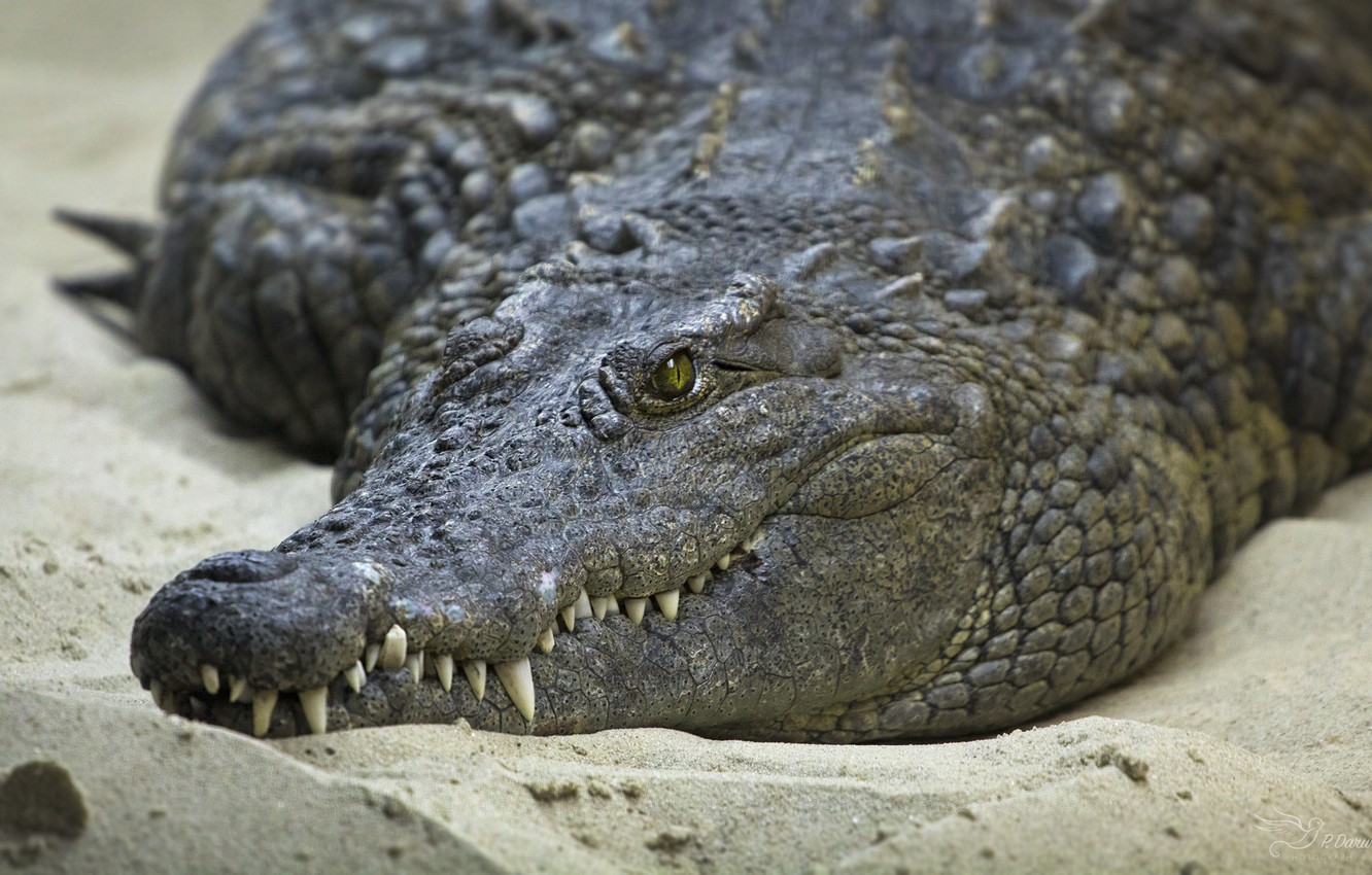 Photo Wallpaper Sand, Eyes, Shore, Teeth, Crocodile - American Crocodile - HD Wallpaper 