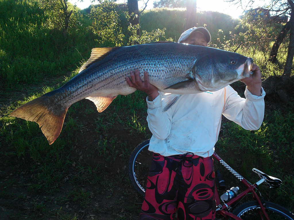 Salmon - HD Wallpaper 