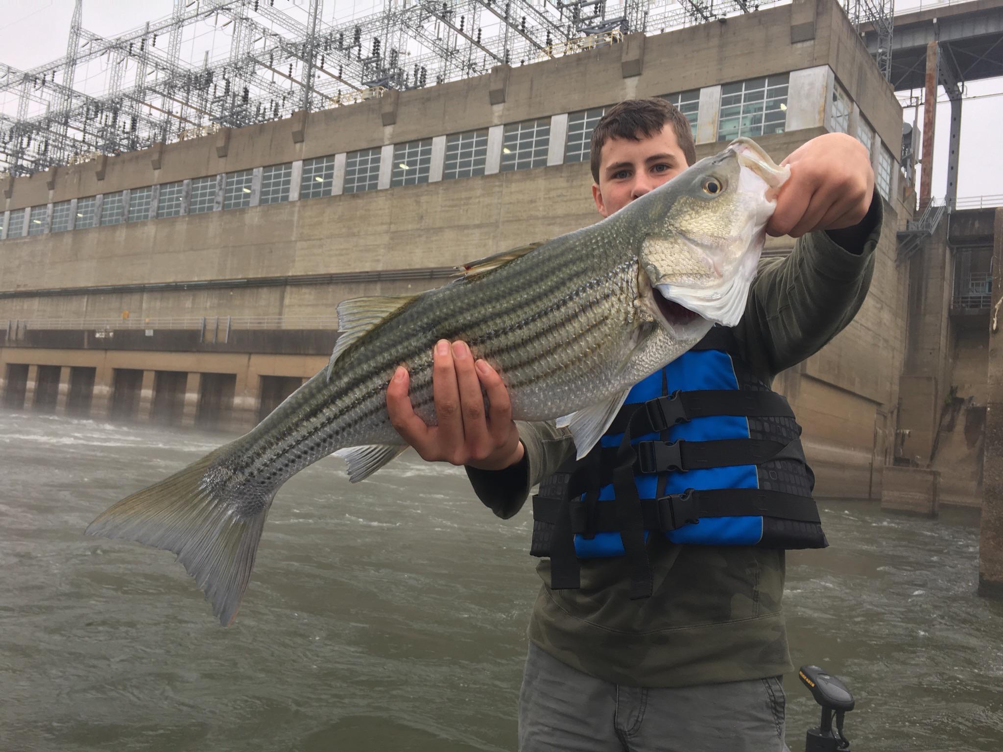 Striper Bass - HD Wallpaper 