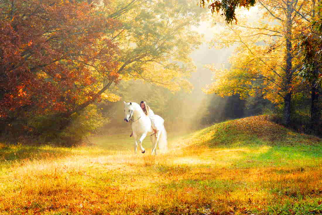 Horse Scenes Wallpaper - White Horse In Autumn - HD Wallpaper 