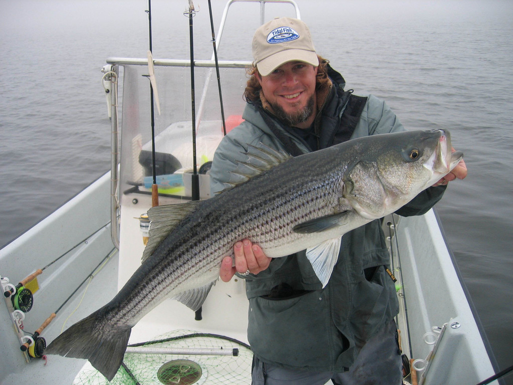 Great Lakes Striped Bass 1024x768 Wallpaper teahub.io