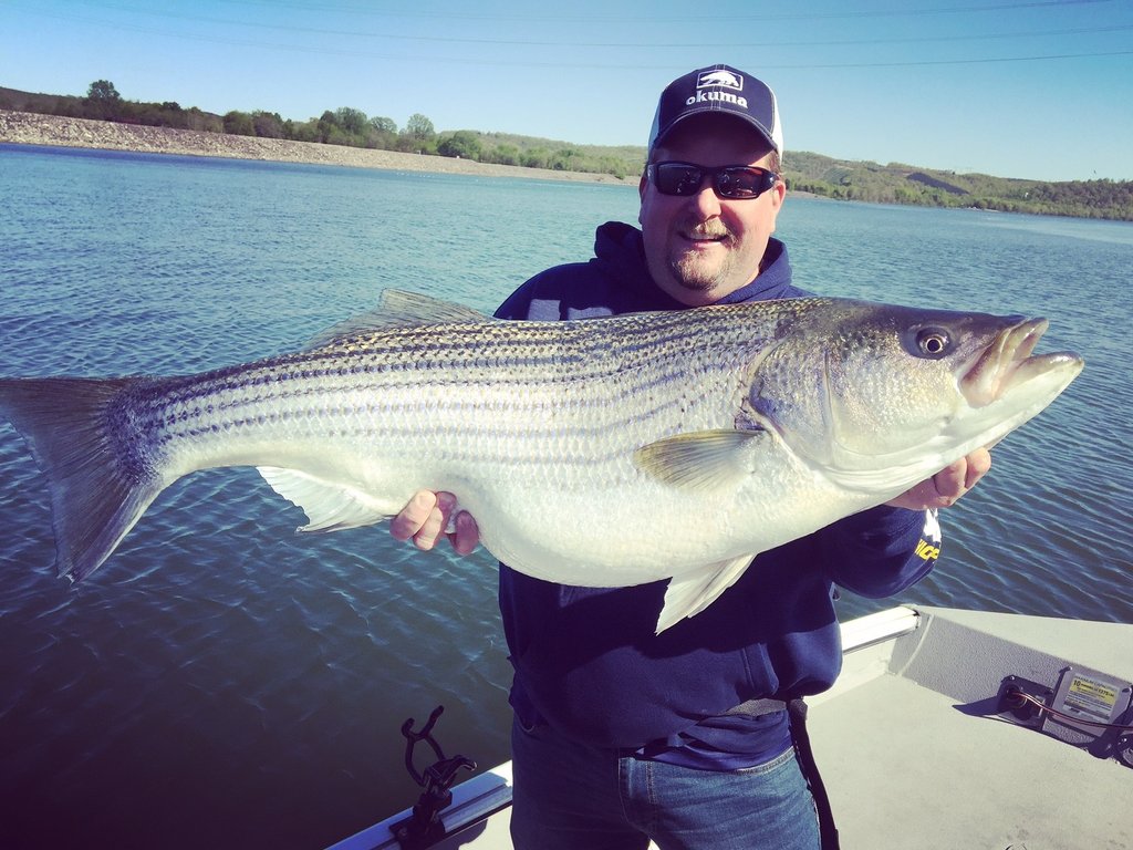 Giant Striped Bass 1024x768 Wallpaper teahub.io