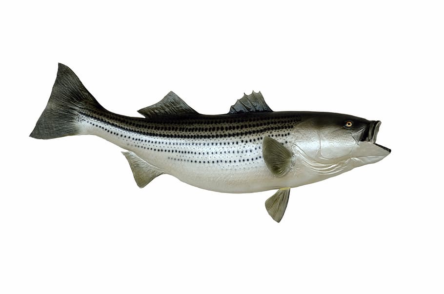 Striped Bass Png - HD Wallpaper 