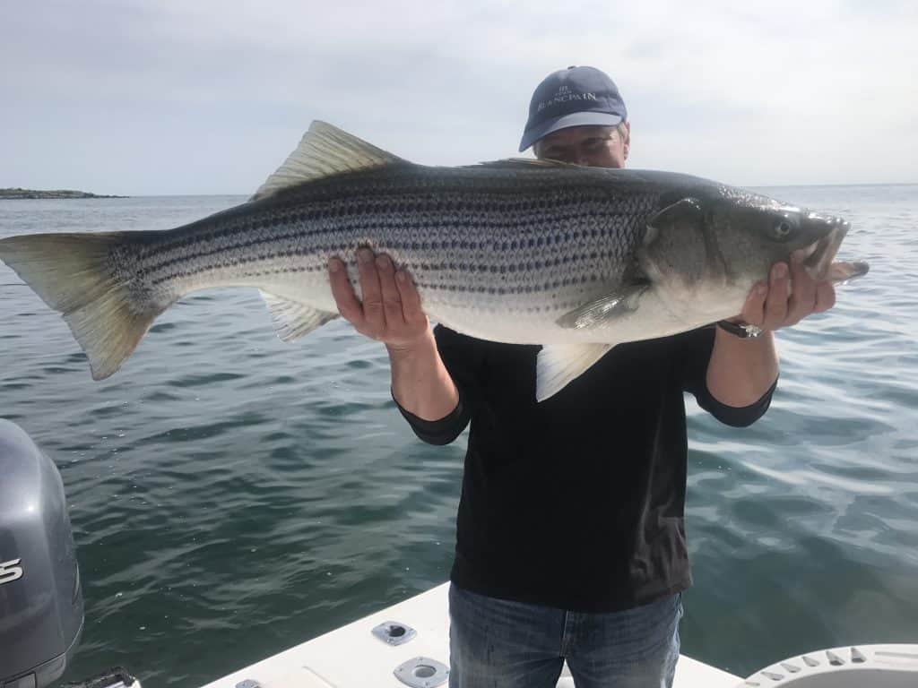 Monster Striped Bass Striper Shoals Fly Fishing - Striper Bass - HD Wallpaper 