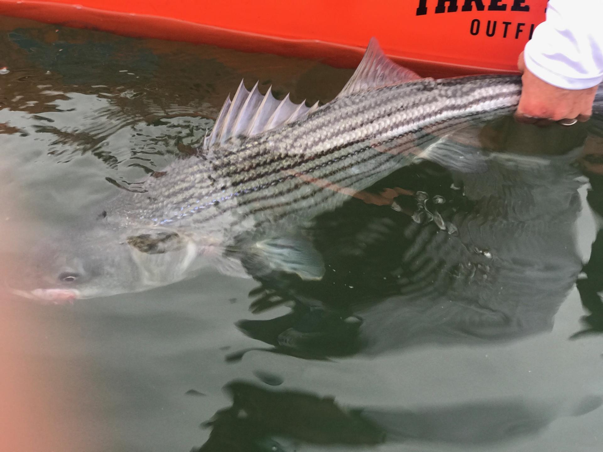 Striper Bass - HD Wallpaper 