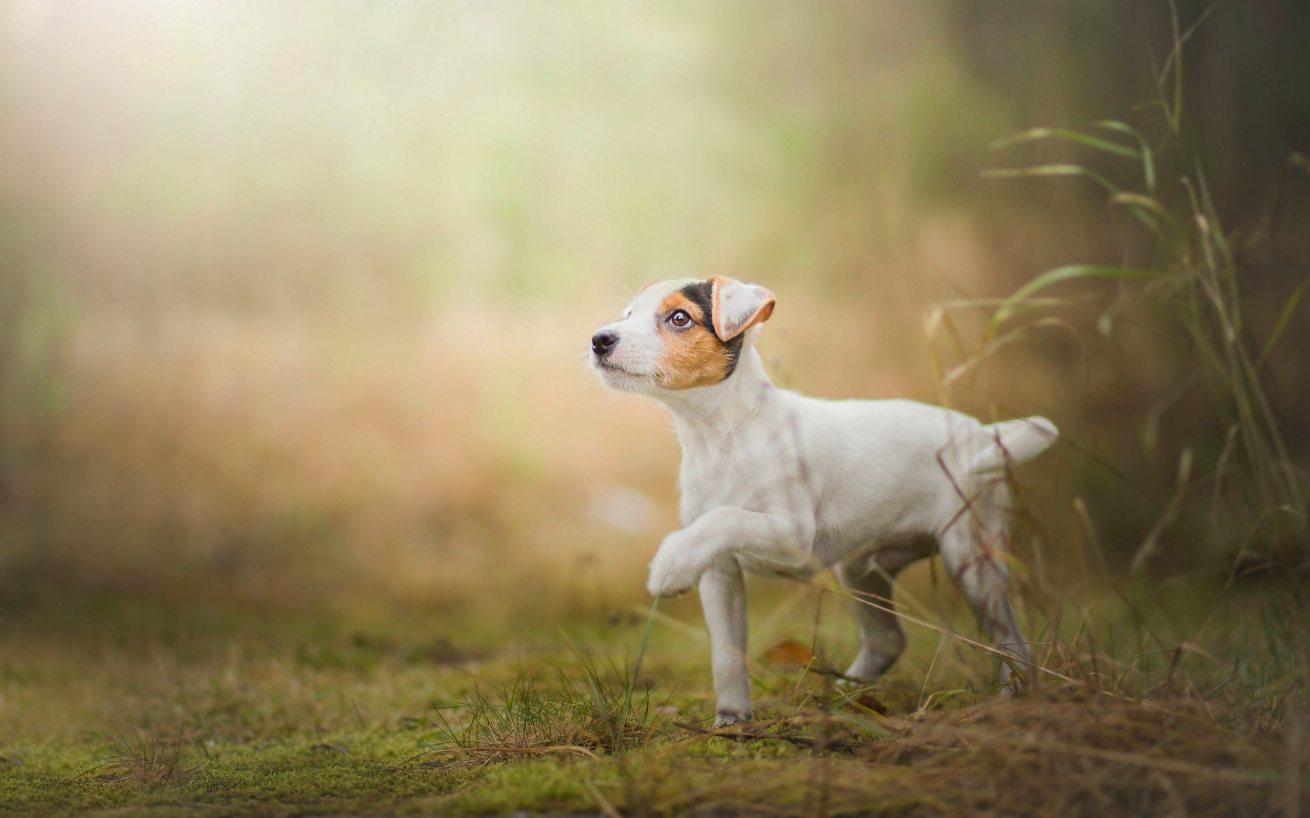Jack Russell Terrier, Small White Dog, Pets, Forest, - Dog - HD Wallpaper 