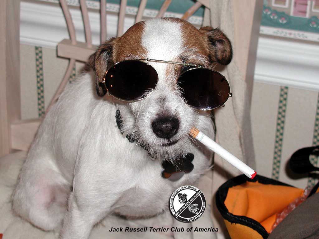 Jack Russell Terrier Funny - HD Wallpaper 