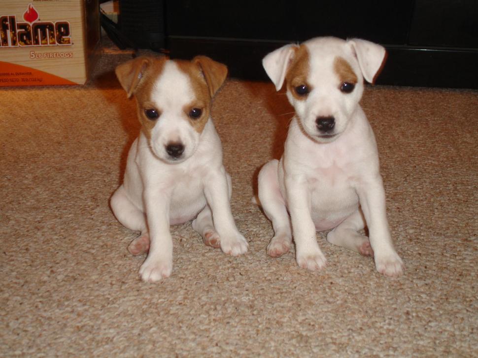 Jack Russell Puppies Wallpaper,puppies Hd Wallpaper,animals - Miniature Jack Russell Puppies - HD Wallpaper 