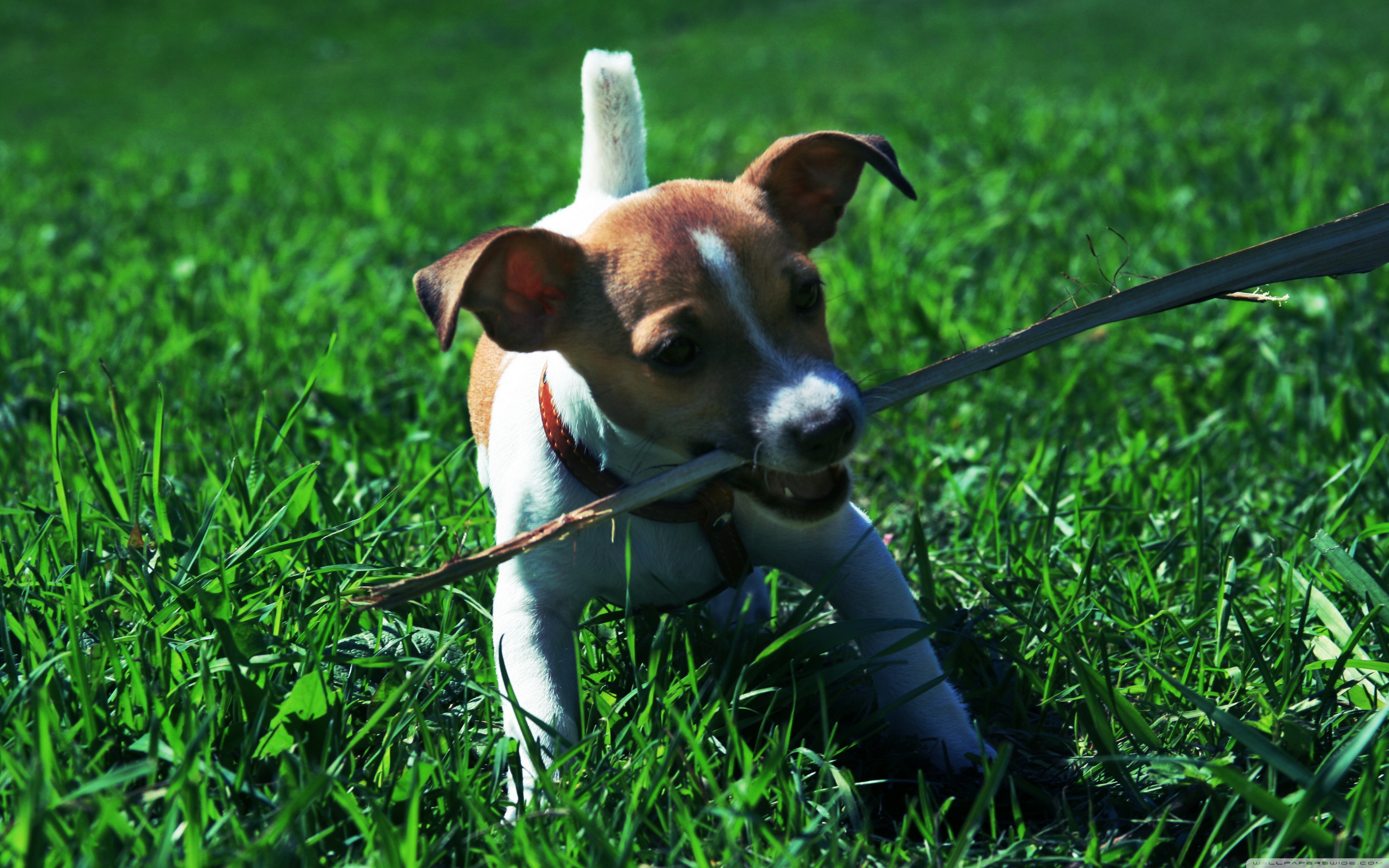 Jack Russell Terrier - HD Wallpaper 
