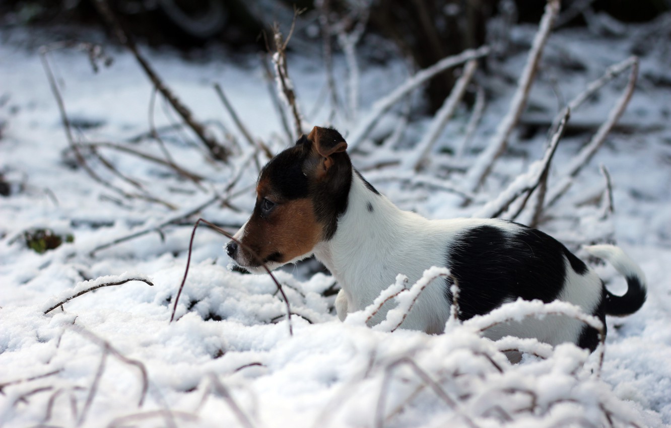 Photo Wallpaper Winter, Snow, Dog, Puppy, Jack Russell - Jack Russell In Snow - HD Wallpaper 