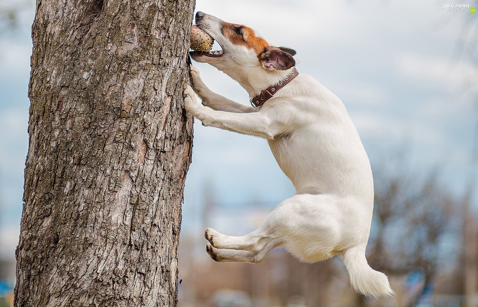 Jump, Trees, Dog, Jack Russell Terrier 
 Data Src Gorgerous - Dog - HD Wallpaper 